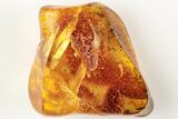 Detailed Fossil Beetle (Coleoptera) in Baltic Amber - #200248-1